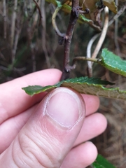 Passiflora pinnatistipula
