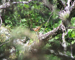 Pipilo maculatus macronyx