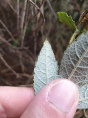 Passiflora pinnatistipula