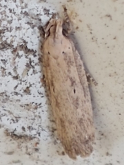 Platyedra subcinerea