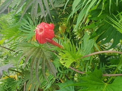 Ipomoea × multifida