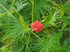 Ipomoea × multifida