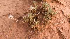 Eriogonum pauciflorum