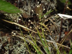 Dichanthelium meridionale