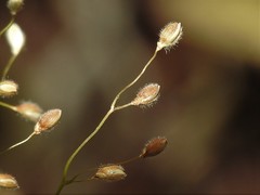 Dichanthelium meridionale