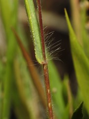Dichanthelium meridionale