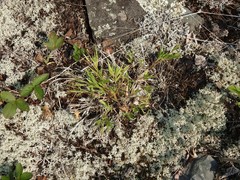 Dichanthelium meridionale