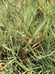 Distichlis spicata spicata