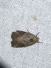 Gonodes liquida