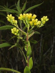 Solidago rigida humilis