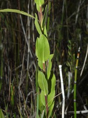 Solidago rigida humilis