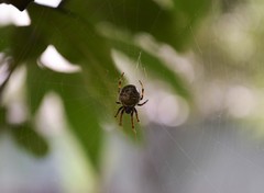 Araneus granadensis