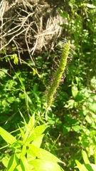 Veronicastrum