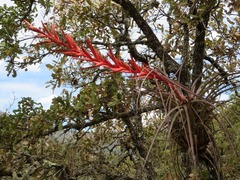 Tillandsia dugesii