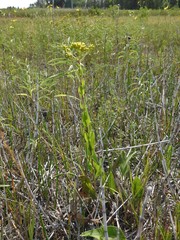 Solidago rigida humilis