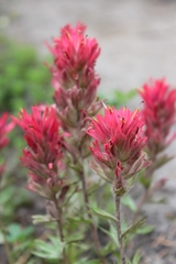 Castilleja parviflora