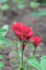Castilleja parviflora