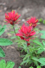 Castilleja parviflora