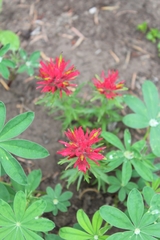 Castilleja parviflora