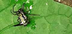 Micrathena raimondi