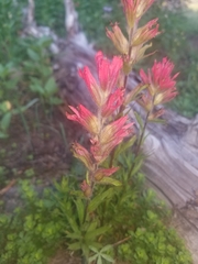 Castilleja parviflora