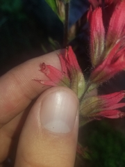 Castilleja parviflora