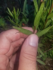 Castilleja parviflora