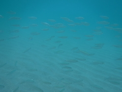 Decapterus