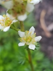 Luetkea pectinata