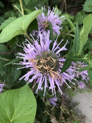 Monarda fistulosa