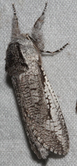 Endoxyla secta