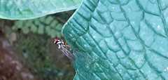 Tanypezidae
