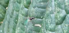 Tanypezidae