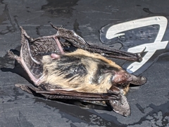 Myotis thysanodes