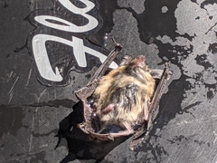 Myotis thysanodes