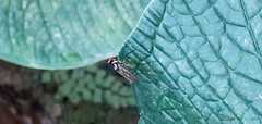 Tanypezidae