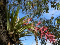 Tillandsia gymnobotrya