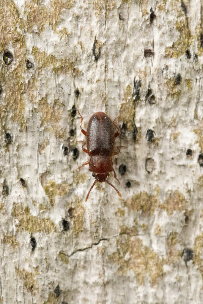 Cryptophagus populi