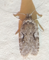Agonopterix curvilineella