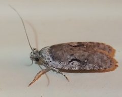 Agonopterix curvilineella