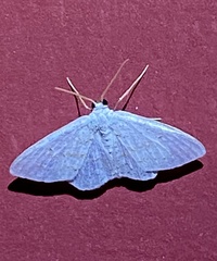 Idaea tacturata