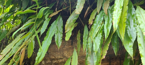 Image of Oleandra articulata by (c) ritirene, some rights reserved (CC BY)