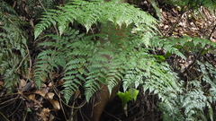Davallia divaricata