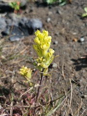 Castilleja arachnoidea
