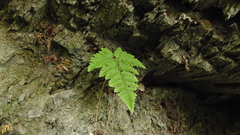 Hypodematium crenatum