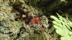 Hypodematium crenatum