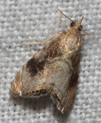 Glaucocharis dilatella