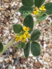 Acmispon heermannii heermannii