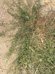 Acmispon heermannii heermannii