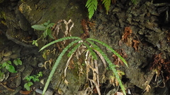 Pteris longipinna